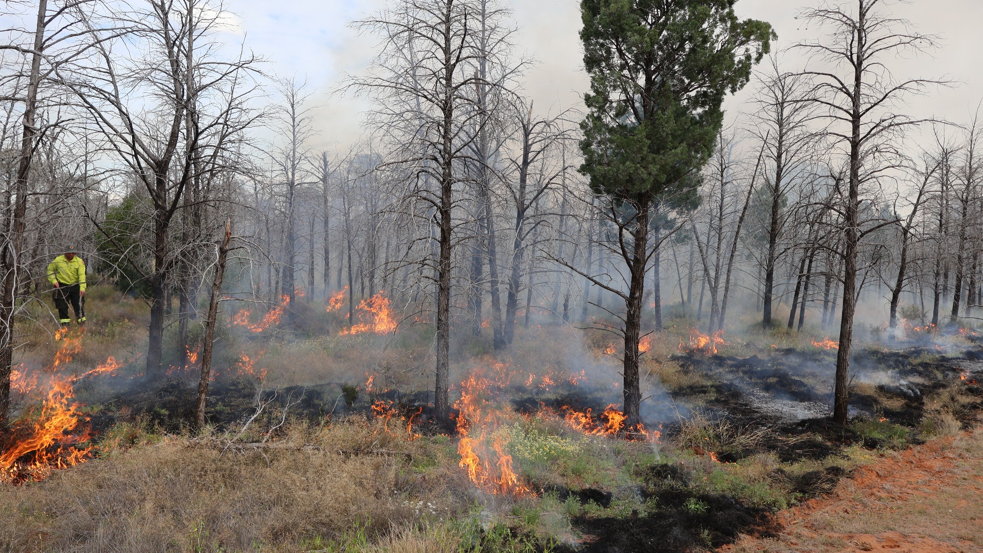 Dharriwaa cultural burn