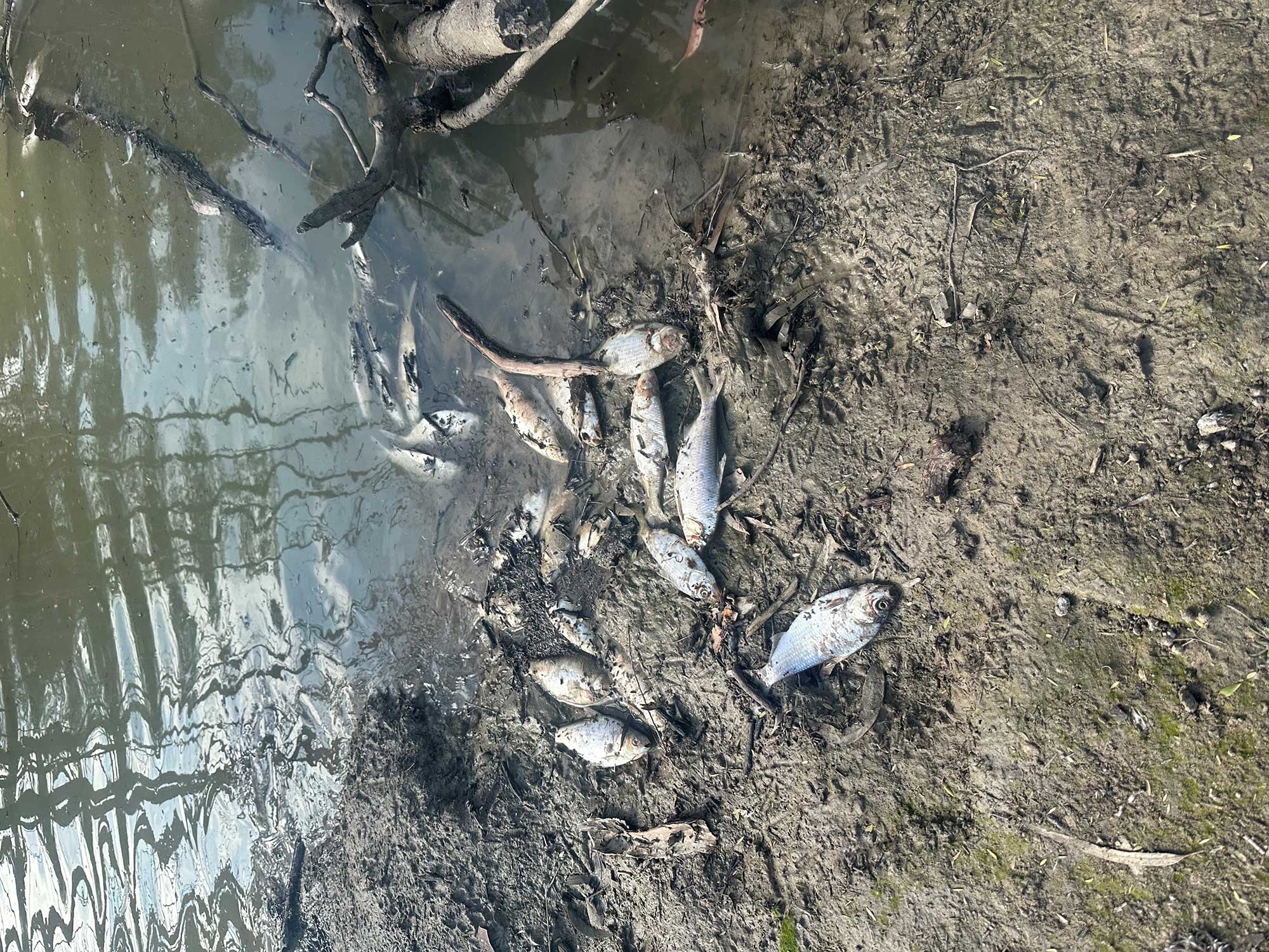 August 2023 fish kill Baawan at Walgett