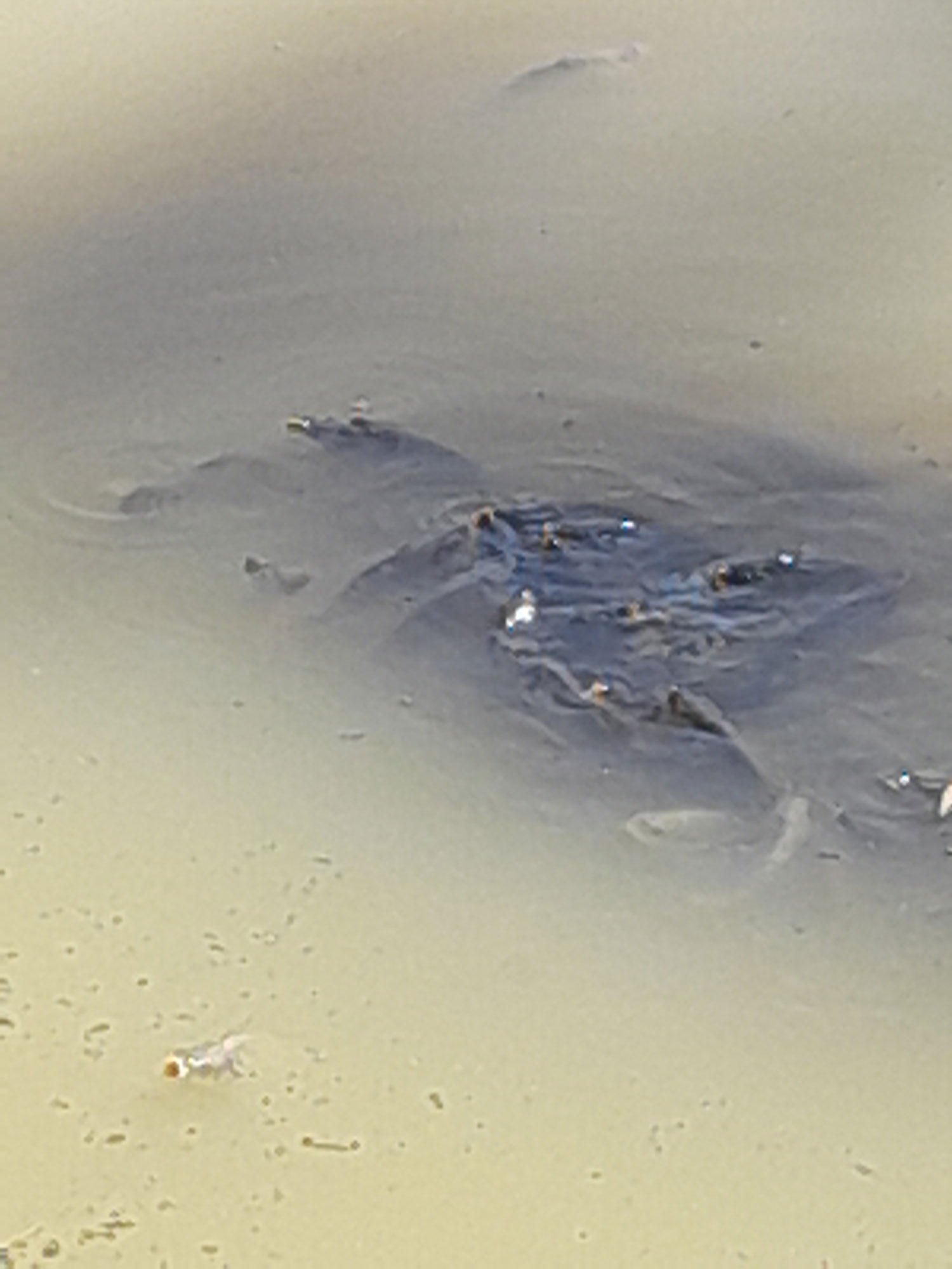 struggling carp in the Barwon River 2 February 2023